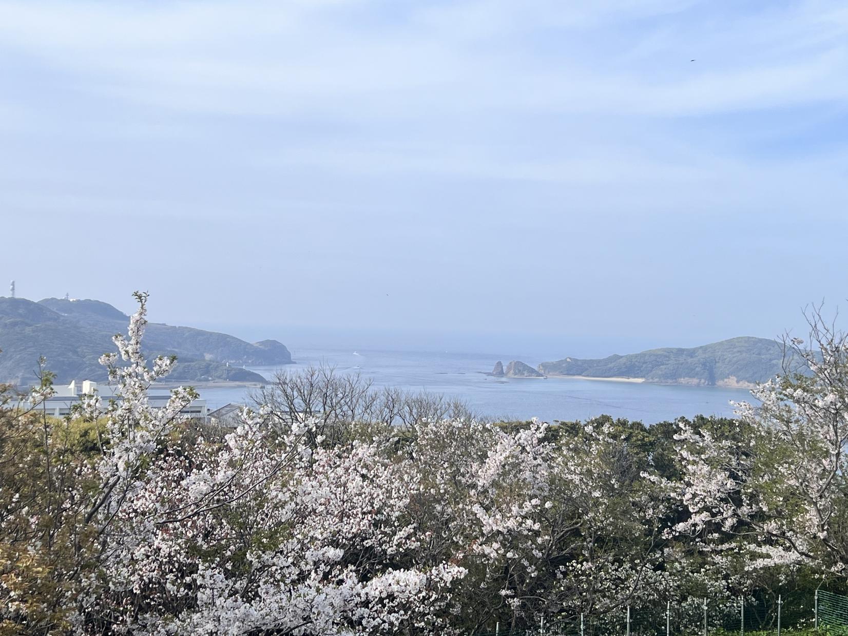 壱岐のお花見スポット