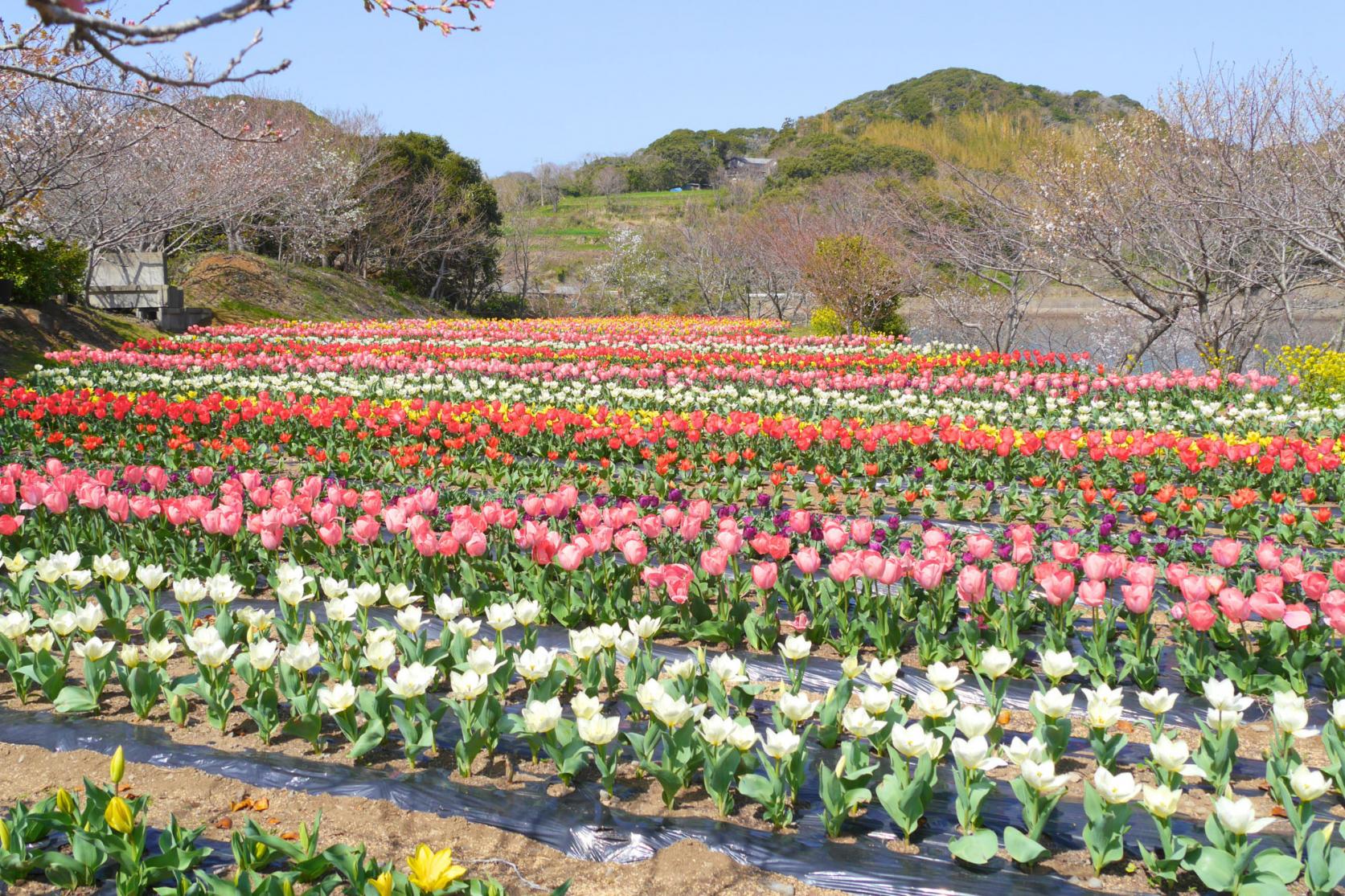 半城湾のお花畑