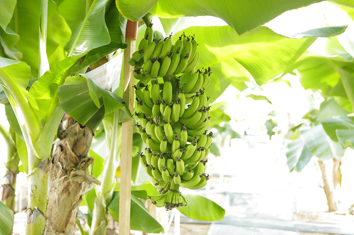 温室管理で年中栽培、皮まで食べられる！バナナジャングル体験！-1