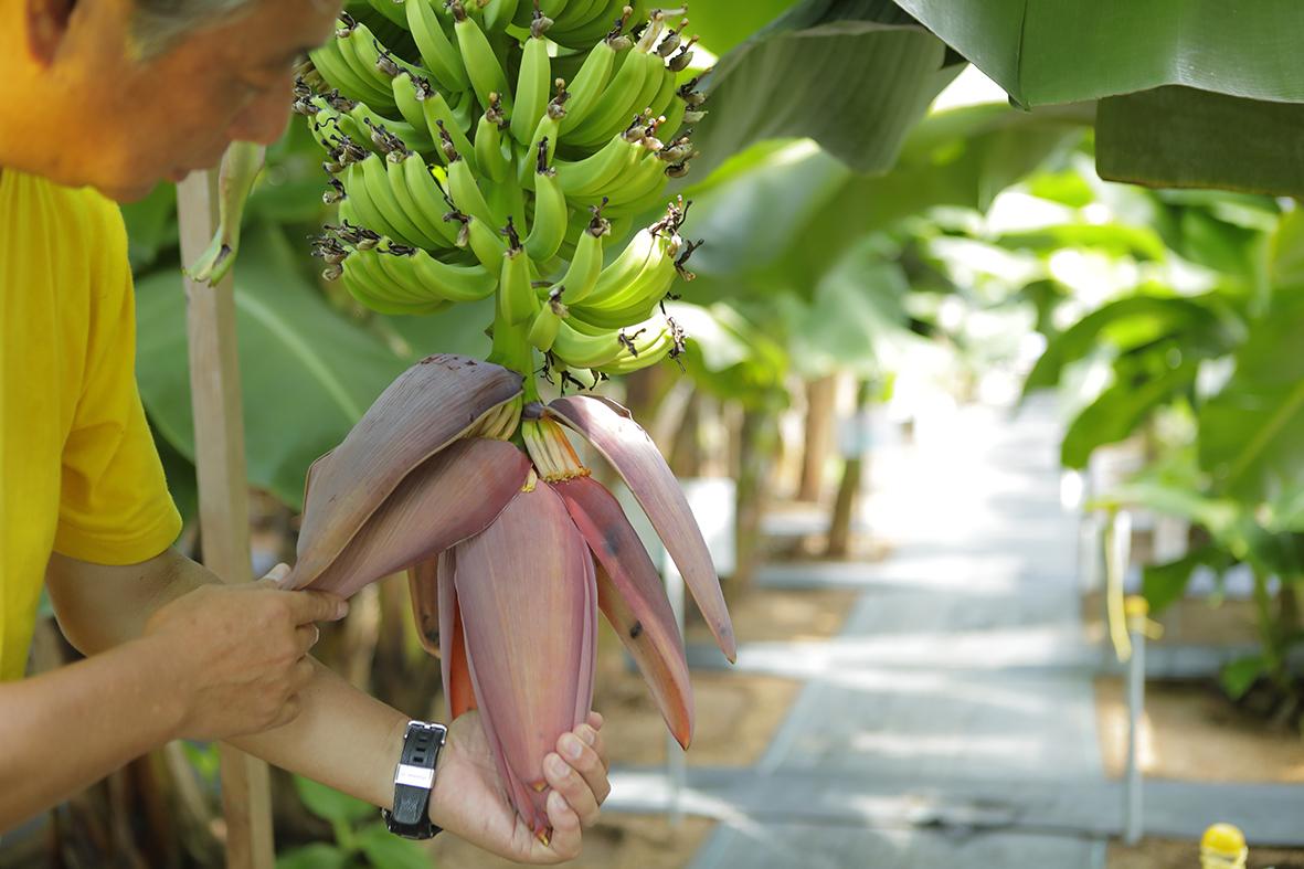 温室管理で年中栽培、皮まで食べられる！バナナジャングル体験！-0